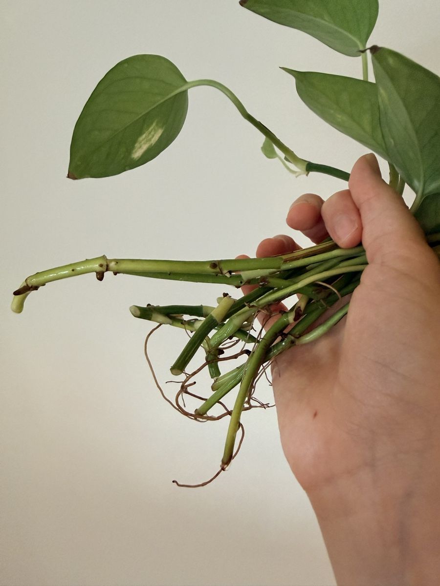 Piante & sementi: Epipremnum aureum cuttings – Nuovo (secondo la descrizione) da Zürich venduto da gom_zxb8 2