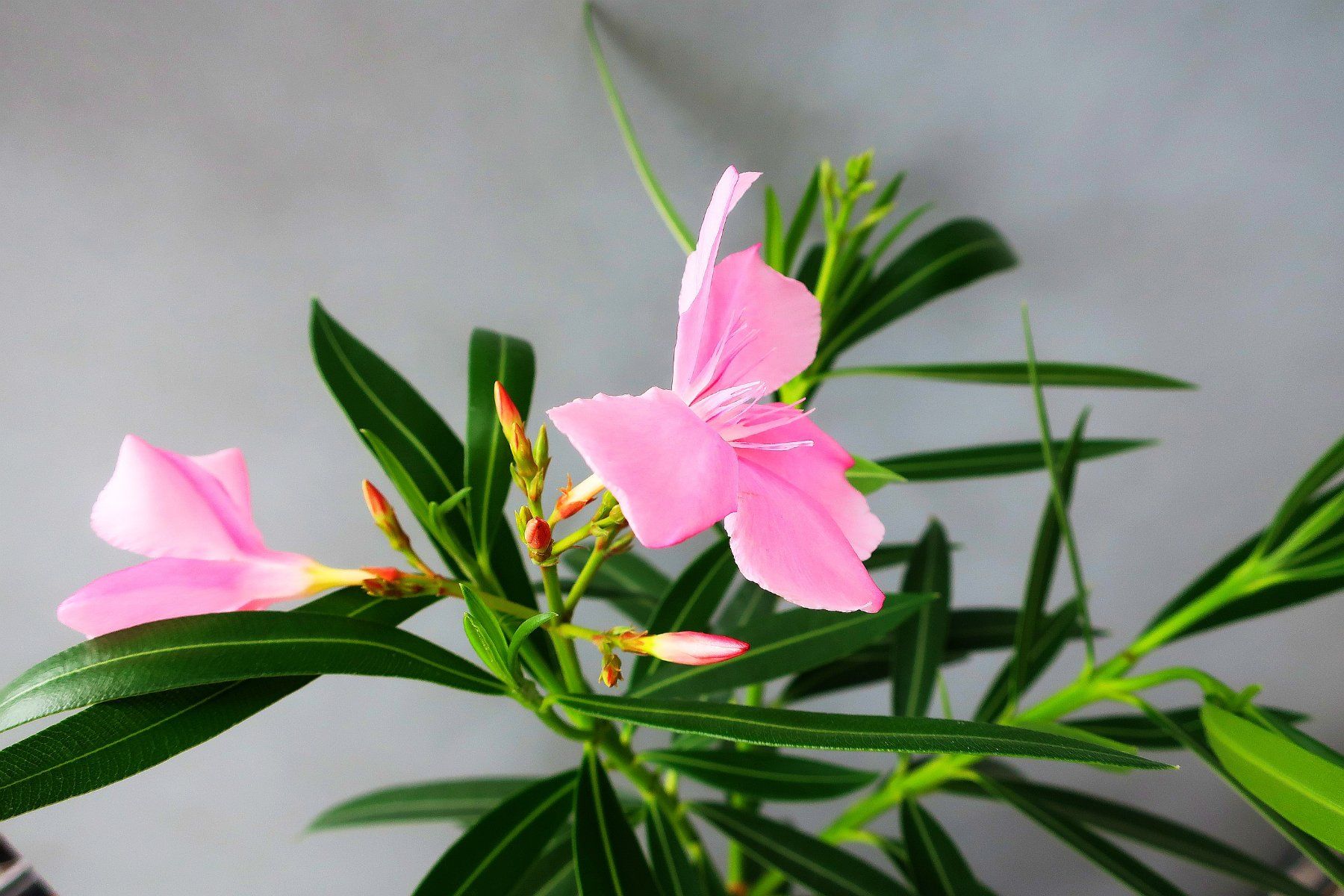 Piante & sementi: Zweiarmiges Oleander-Bäumchen – Usato da Zürich venduto da Heimklon 1