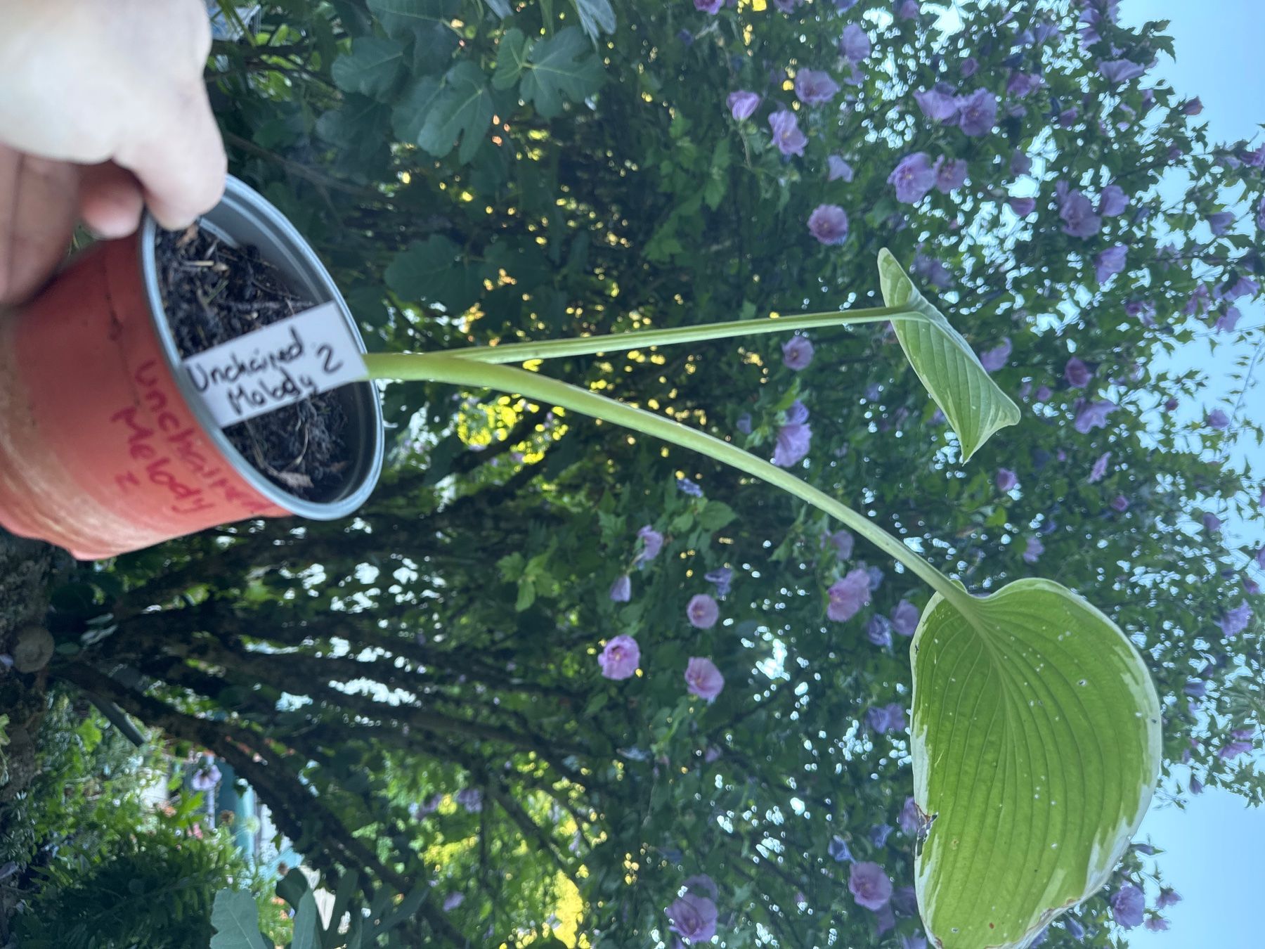 Piante & sementi: Hosta unchained melody 2 – Usato da Lajoux JU venduto da Briard0