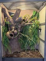 Kronengecko-Terrarium  handgemachte Rückwand