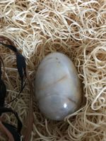 EI / EIER AUS STEIN / STEINEI - BEIGE.