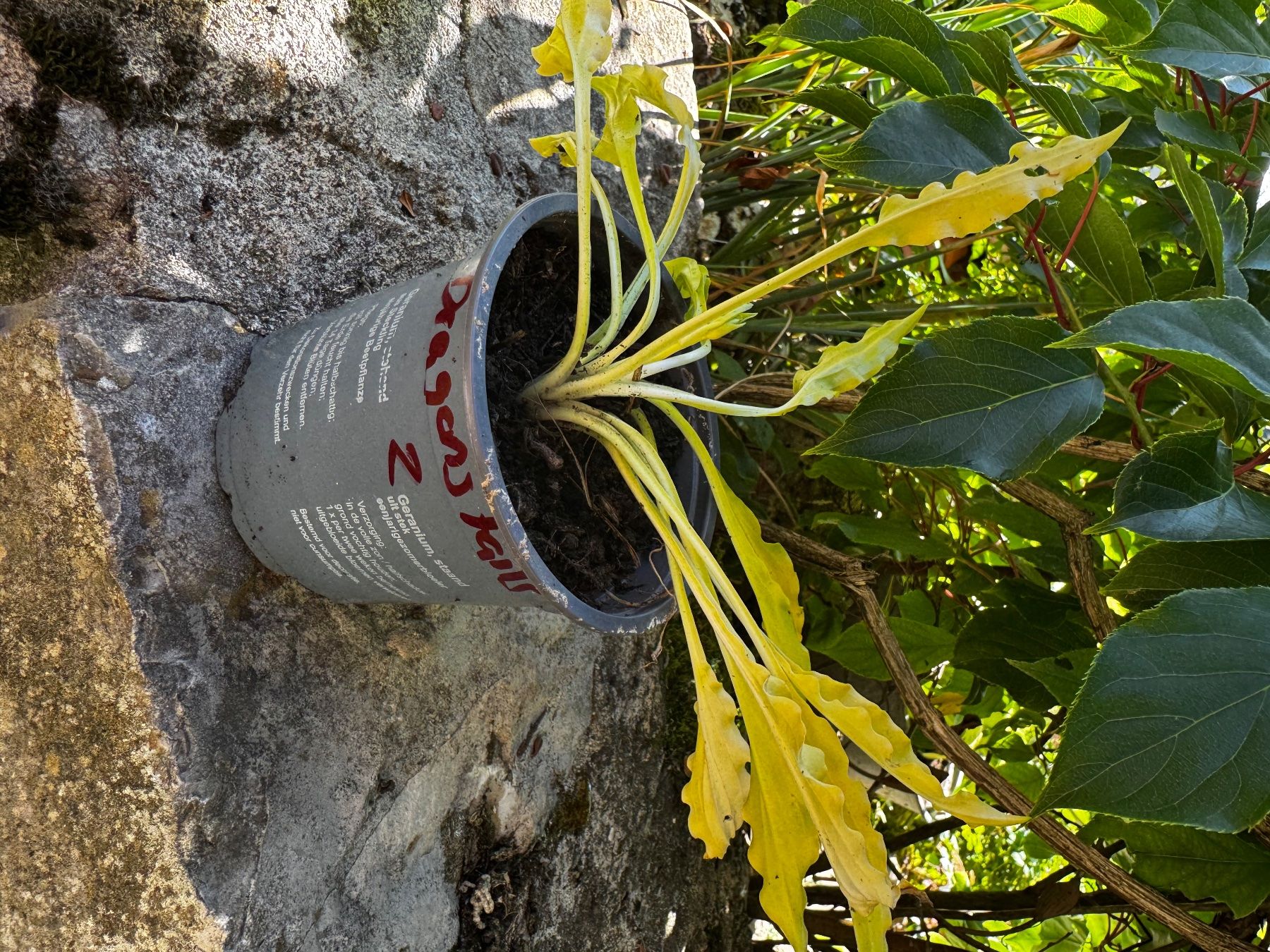 Plantes & graines: Hosta dragon tails – D'occasion à Lajoux JU par Briard0