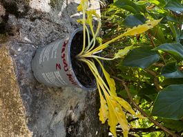 Hosta dragon tails