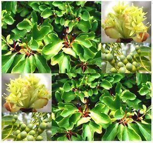 Piante & sementi: Laurier des Iroquois PLANT – Nuovo (secondo la descrizione) da Bremblens venduto da FIBONACCI369 4
