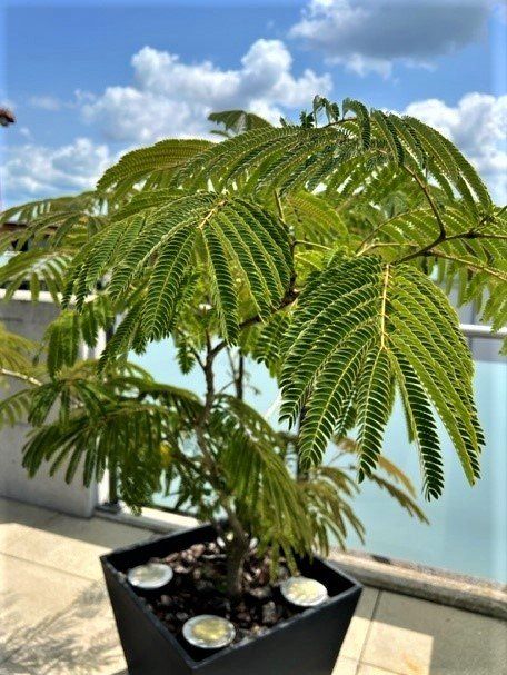 Seidenbaum Winterhart Kaufen
