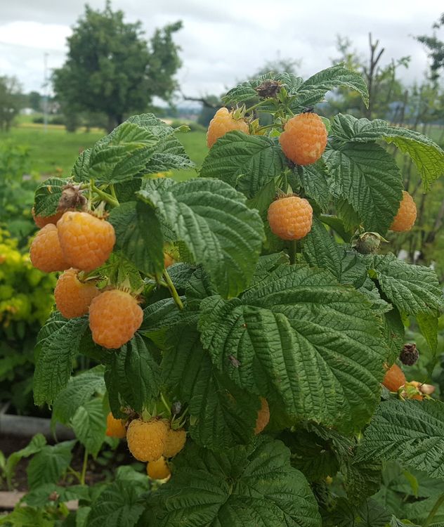 Top Preis! Gelbe Himbeeren in einem Topf (34 Stücken ) Kaufen auf