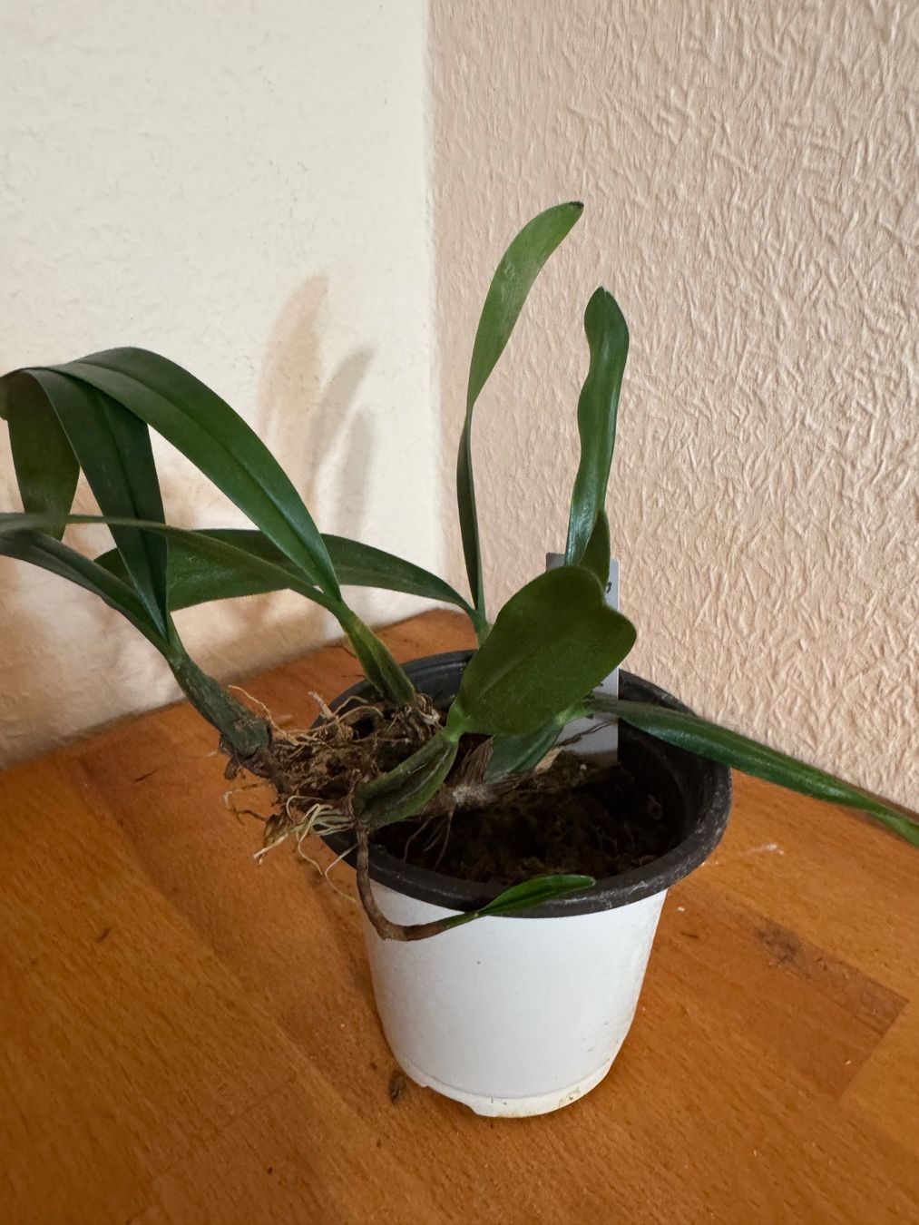 Pflanzen & Samen: Bulbophyllum falcatum – Gebraucht aus Männedorf von mrclst 1