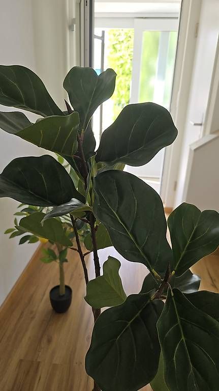 Pflanzen & Samen: Kunstpflanze Feigenbaum – Gebraucht aus Bazenheid von Exo_Tic 4