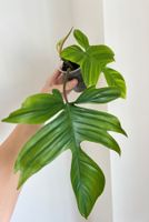 Philodendron Florida🔥