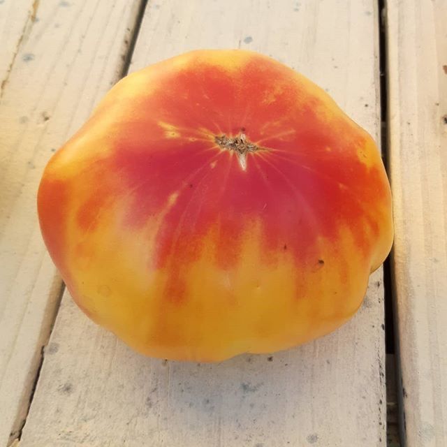 Piante & sementi: 30 Samen OLD GERMAN Tomate Alte Sorte – Nuovo (secondo la descrizione) da Ehrendingen venduto da VerveinaSamen 3