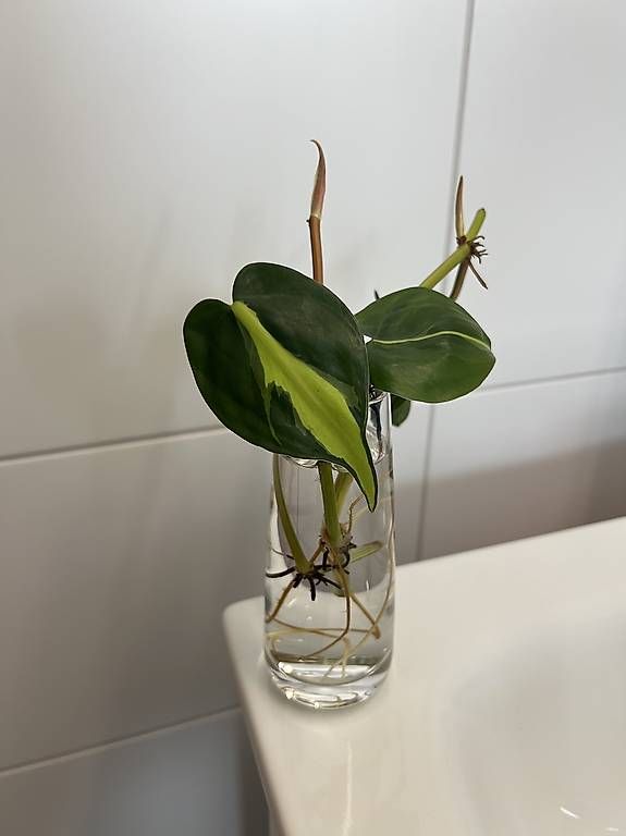 Piante & sementi: Philodendron scandens Brasil - Stecklinge – Usato da Sargans venduto da -VS-