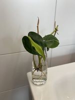 Philodendron scandens Brasil - Stecklinge