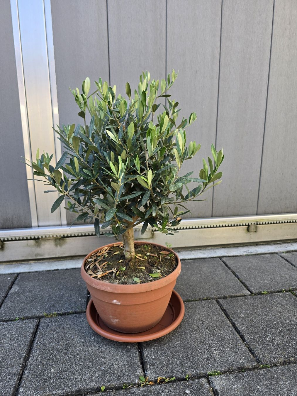 Plantes & graines: Schöner kleiner Olivenbaum  – Neuf (Voir description) à Aarburg par popkorn65 1