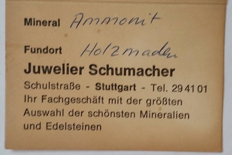 Fossiles: Ammonit – D'occasion à Binningen par Mountainrider 2
