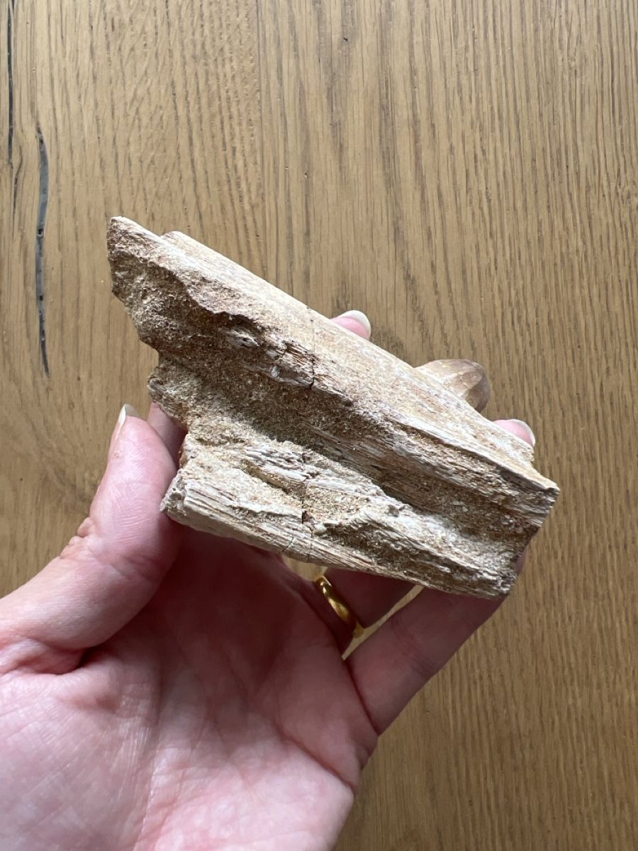 Fossili: Mosasauruszahn mit Kieferfragment – Usato da Ebikon venduto da Angelheart1000 2