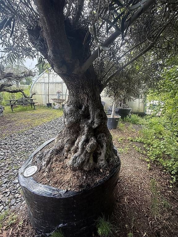 Piante & sementi: Olivenbaum "Olea Europea 22" – Usato da Zuckenriet venduto da Thur_Plant 2