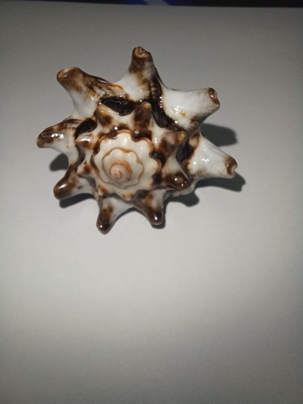Ringe: Wunderschöner, grosser, echter Muschelring – Gebraucht aus Urnäsch von G.Kertscher 3