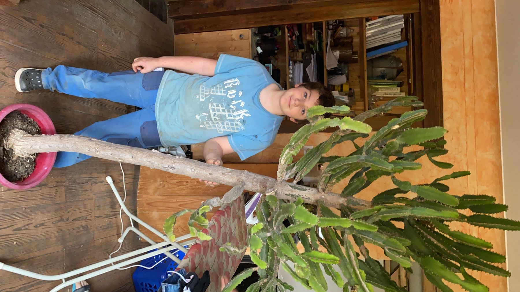 Piante & sementi: Grande euphorbe cactus env. 210cm – Usato da Lajoux JU venduto da Briard0 2