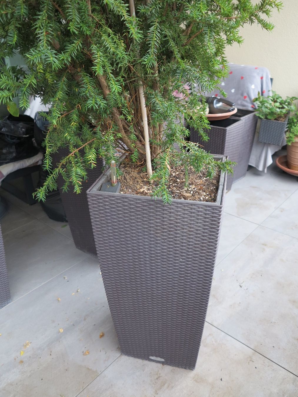 Lechuza Vasi per fiori: Lechuza Cubico Cottage Set Mokka, mit Eibe – Usato da Büttikon AG venduto da Kaebri 2