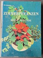Zimmerpflanzen meine Freunde