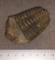 wunderbarer, grosser Trilobit aus Marokko