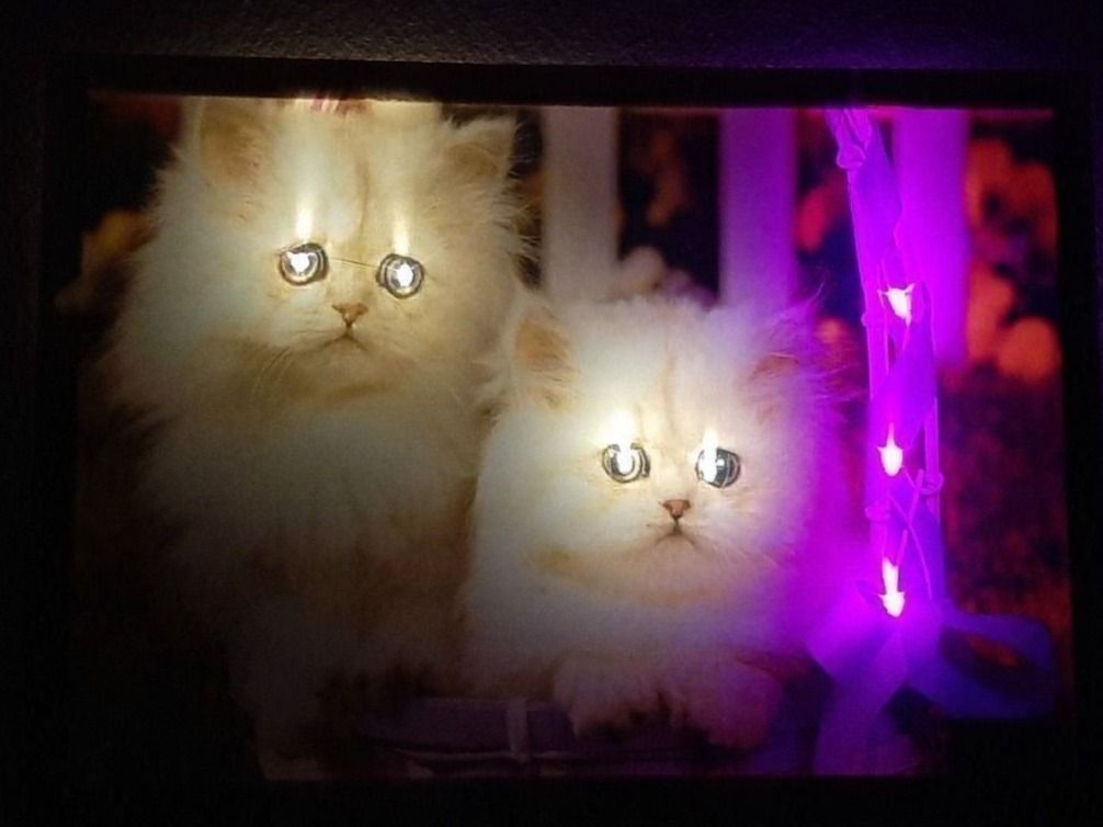 Poster & Bilder: Zwei weisse Katzen / Mietzen LED Bild – Neu und originalverpackt aus Kilchberg ZH von ruedi34 2