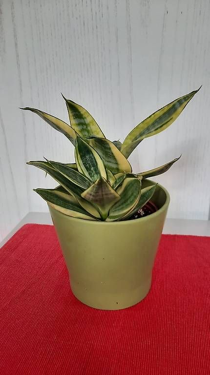 Plantes & graines: Zimmerplanze Schwiegermutterzunge – D'occasion à Giswil par aethra 2