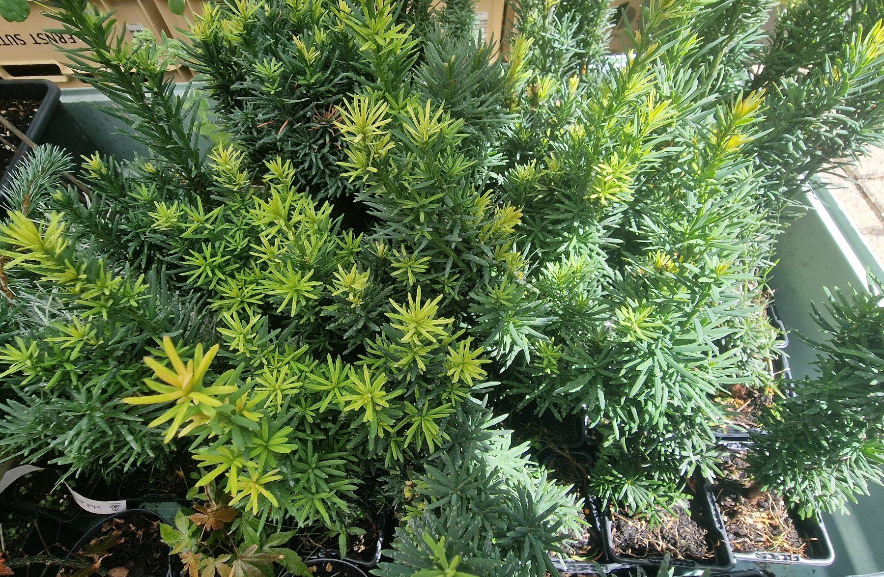 Piante & sementi: Säuleneibe Taxus baccata Fastigiata Robusta Eibe – Usato da Uerkheim venduto da Justi.y 2