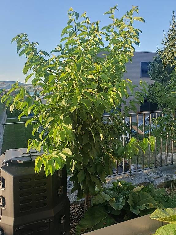 Pflanzen & Samen: Kirschbaum 1.80m – Gebraucht aus Nottwil von Volpe10