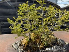 schöner Bonsai - Baum - Wald auf Steinplatte