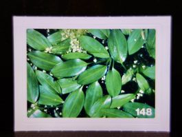 MIGROS MANIA Nature Detectives Nr. 148