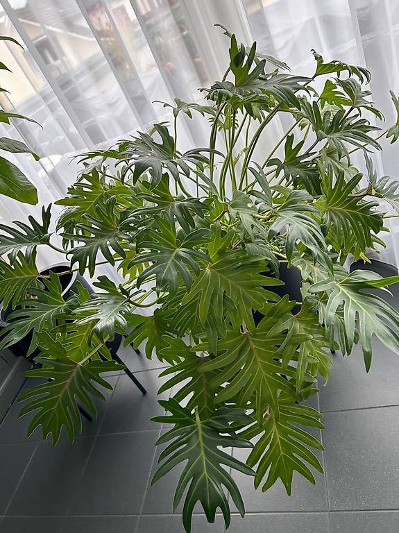 Piante & sementi: Zimmer Pflanze – Usato da Worb venduto da Khloe72 3
