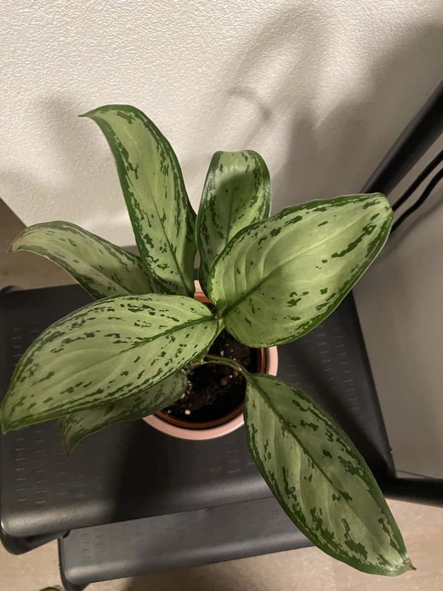 Pflanzen & Samen: Aglaonema Silver Bay Plant with nice pot – Gebraucht aus Uster von momogarden 3