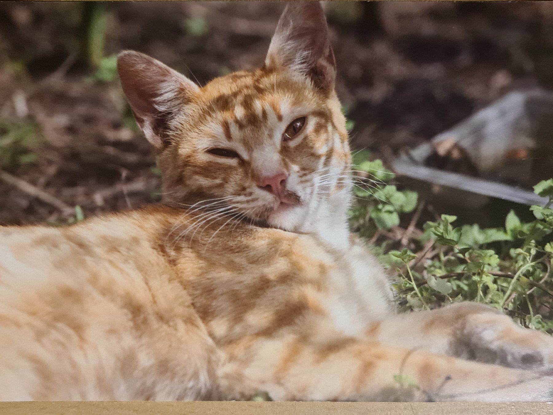 Ansichtskarten: Ansichtskarte Katze – Neu (gemäss Beschreibung) aus Dintikon von Vexi
