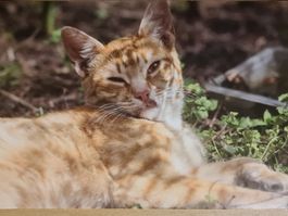 Ansichtskarte Katze