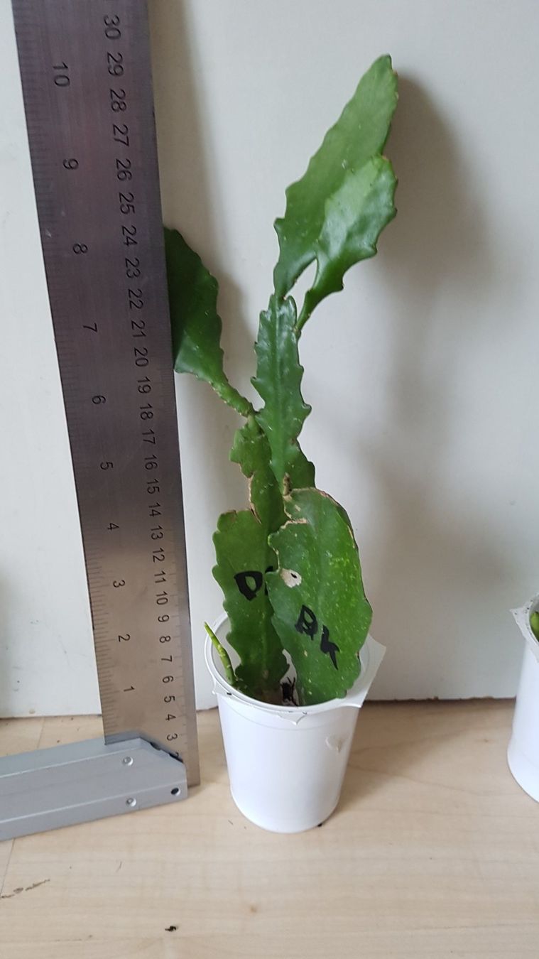 lechleriana monstera Monstera lechleriana variegata  ARIUM BOTANICALS