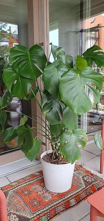 Pflanzen & Samen: Wohnungspflanze Monstera  – Gebraucht aus Zürich von zuHause75 1