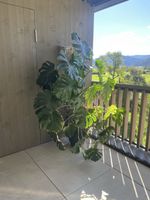 Grosse Monstera mit Topf guter Zustand