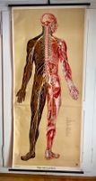 Anatomie‑Tafel „Nervensystem“, Selten Frauenkörper - 1950er