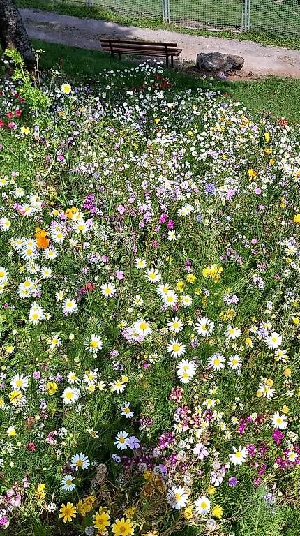 Piante & sementi: bienenfreundliche Wildblumen, – Usato da Pfeffingen venduto da trilo20