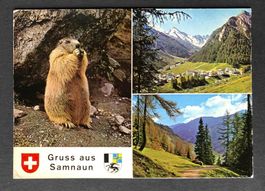 Samnaun Gruss vom Murmeltier