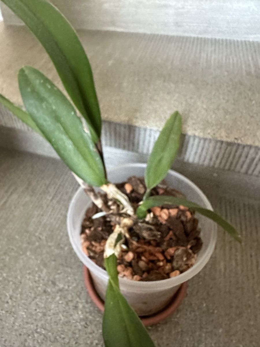 Piante & sementi: Cattleya – Usato da Bern venduto da womiman