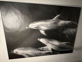 Leinwandbild Delphine schwarz-weiss 140x100cm gebraucht