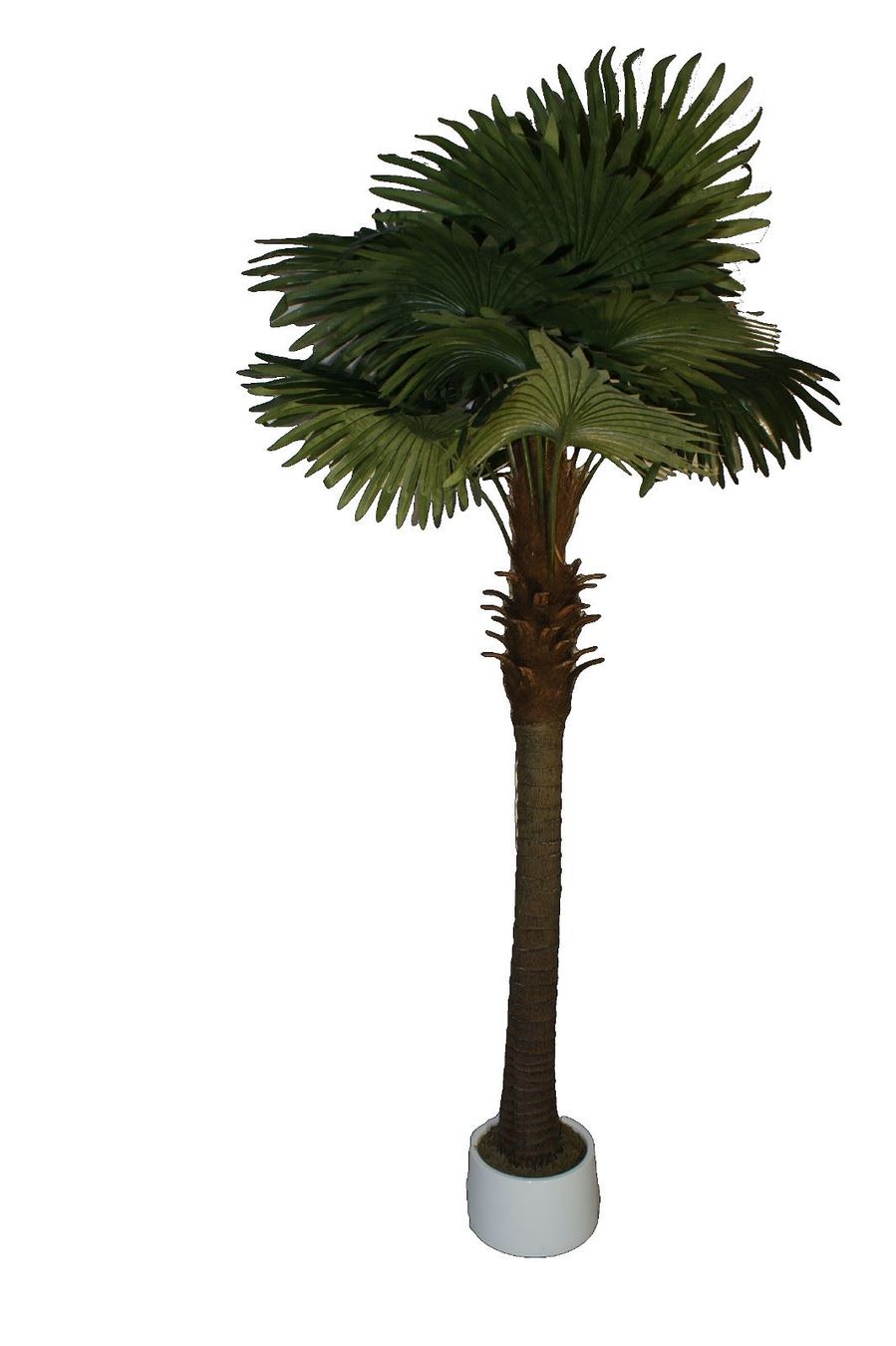 Piante & sementi: Decoflower Fächerpalme 220cm – Nuovo e nell'imballaggio originale da Däniken SO venduto da Profog1