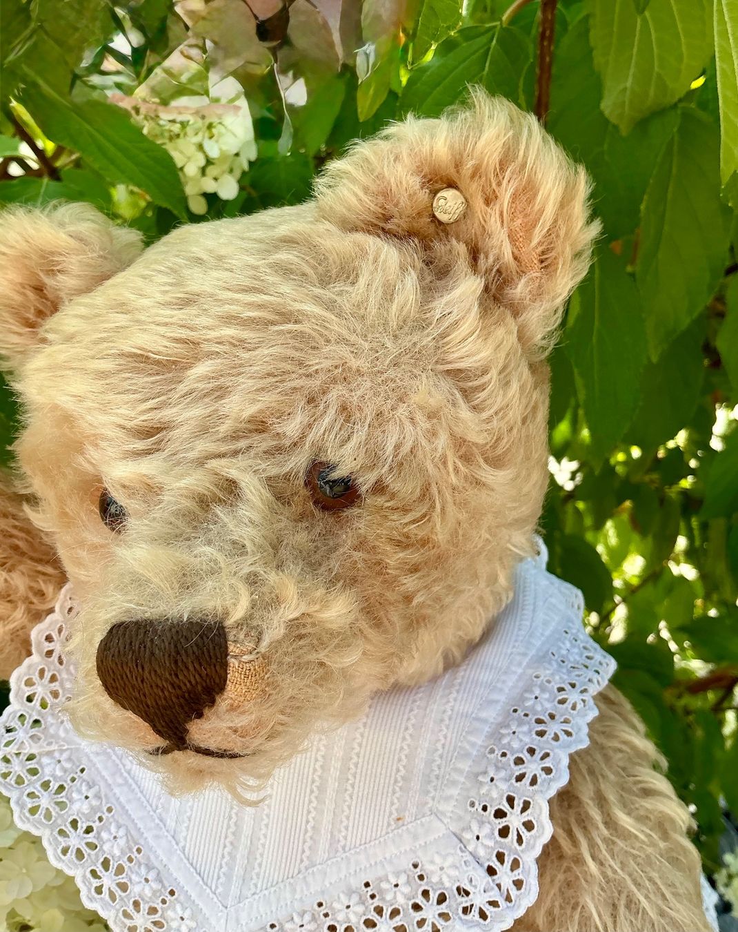 Spielzeuge: HERZIGER ALTER STEIFF TEDDY – Gebraucht aus Zell LU von Silvermemory 2