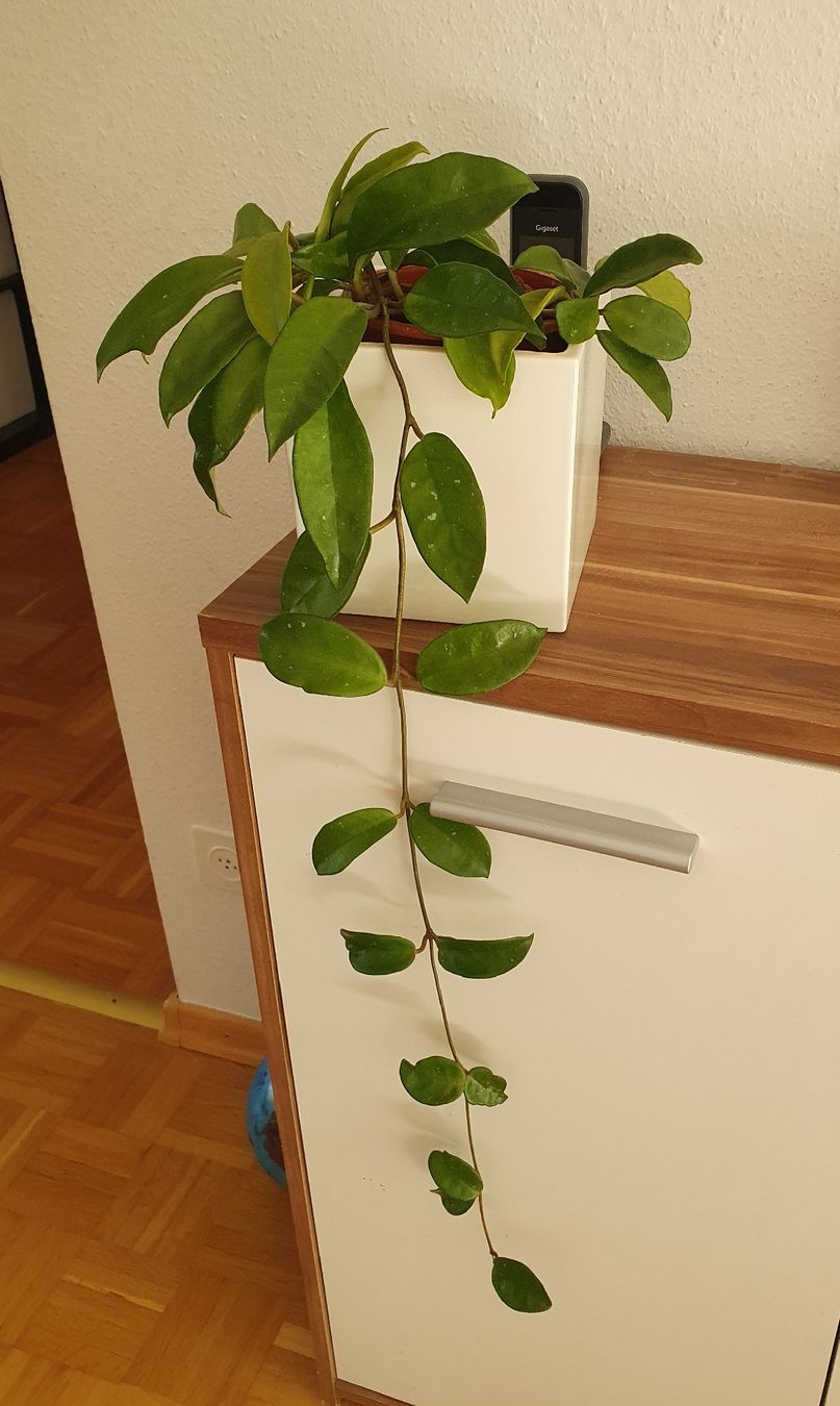 Pflanzen & Samen: Hoja Zimmerpflanze – Gebraucht aus Fällanden von yaromanyuk