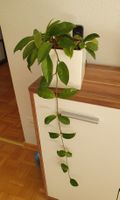Hoja Zimmerpflanze
