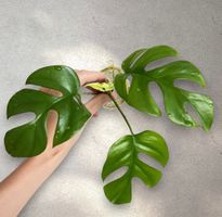 Monstera minima Kopfsteckling😍 (kräftig bewurzelt)