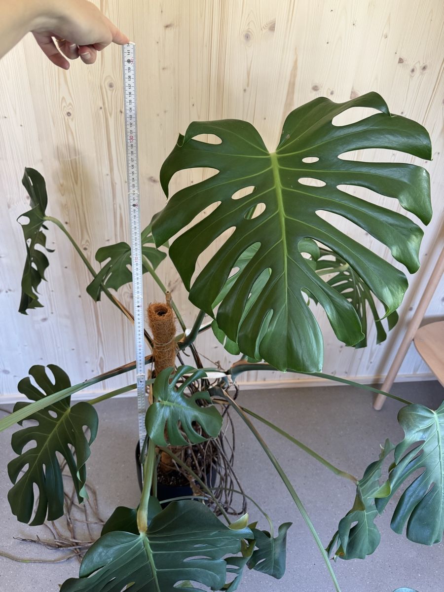 Piante & sementi: Grosse Monstera Deliciosa Zimmerpflanze – Usato da Bolligen venduto da glorja 3