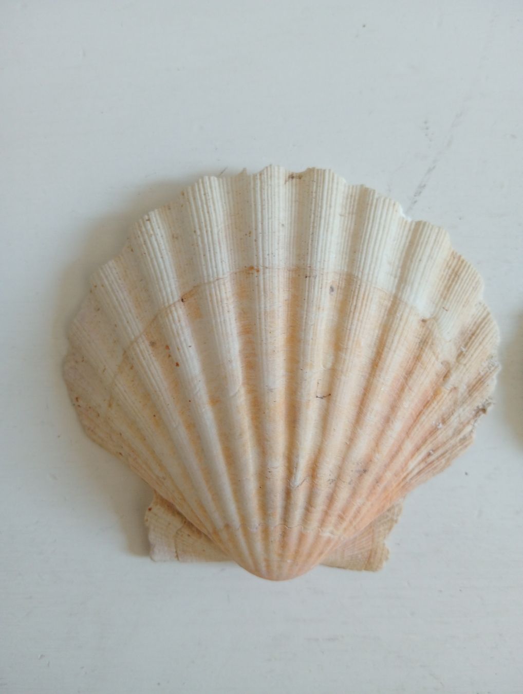 Tutte le decorazioni: Deko Jakobsmuscheln 9-10 cm  – Usato da Allschwil venduto da Evgeniia78 1